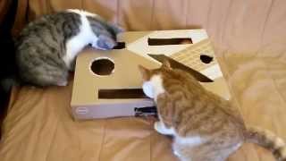 Pinball for cats (пинболл для котов handmade)