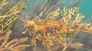 Leafy Seadragon