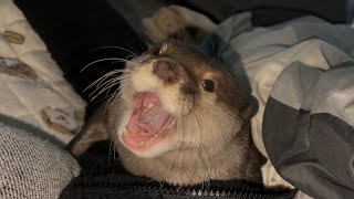 カワウソさくら 寝落ちしたらお腹の上で一緒に寝ていたカワウソ otter woke up with its owner