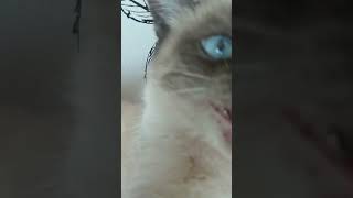 ANGRY CAT. FANNY CAT. CAT ATTACK