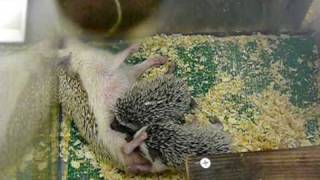 ヨツユビハリネズミの赤ちゃん。Four-toed hedgehog Babies.04