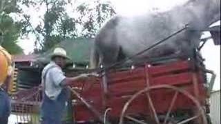 One horse icecream