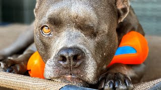 Lost dog's owner leaves her behind, takes the male dog