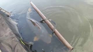 Карп 14.600 кг. Богородицкое. Кусты. Биг Фиш.