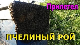 Как ловить пчелиный рой  - Самый лёгкий метод  -  пчеловодство