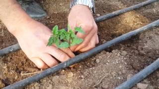 FİDE DİKİMİNDE DİKKAT EDİLECEK HUSUSLAR. ENGLISH STATEMENT UNDER THE VİDEO