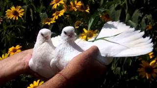 Голуби Кременчуг Крюковские