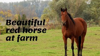 #doneymeeting#horsemeeting#     Super murrah horse meeting second time try at village