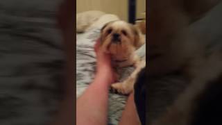 Licking feet, my 2 Shih ztu loves my feet