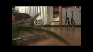 Cat Snoopy hunts/Кот Снуппи охотится!