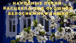 Расцвела под окошком белоснежная вишня