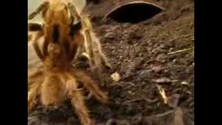 Páření Grammostola rosea
