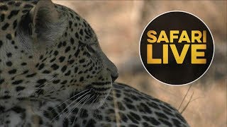 safariLIVE - Sunset Safari - July 29, 2018
