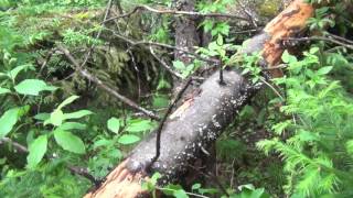 Глухая Тайга. Три медведя. Аленушка. Рыбалка, Охота, Тайга, Сибирь, Грибы,