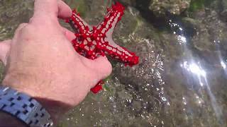 Занзибар, Nungwi. Морские звёзды, ежи во время большого отлива в Индийском океане.