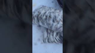 Ловля зубаря на сахалине 1260 шт в одного