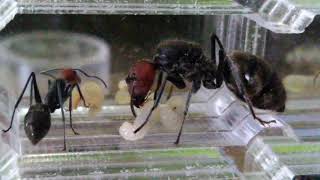 Camponotus singularis заботливая мамаша.