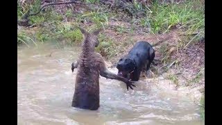 Kangaroo vs Dog real Fight - Wild Animals Attack