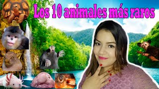Los 10 animales más raros del mundo