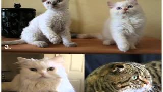 german rex cats