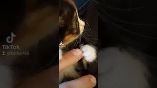 киска малышка.кошка.