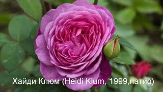 Rose//Розы// Самые безпроблемные и красивые сорта немецкого питомника Тантау!ТОП 45!