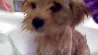 Teddy: bath