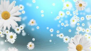 Footage Falling Daisies HD | Футаж ромашки