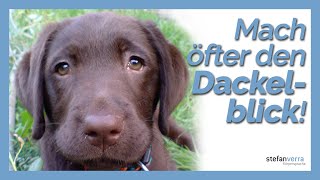 Mach öfter den Dackelblick!