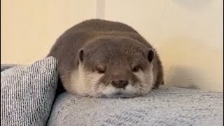 寝床を作ることを放棄して飼い主にくっつきに来たカワウソ Otter that abandoned making a bed and came to stick to its owner.