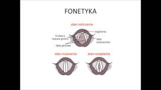 Fonetyka część 1 - Budowa narządów mowy