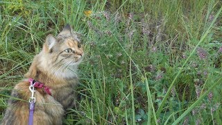 Кошка гуляет на поводке