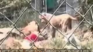 Львы напали на служителя зоопарка   жесть