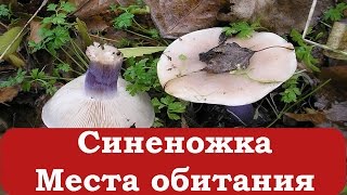 Синеножка. Начинающему грибнику