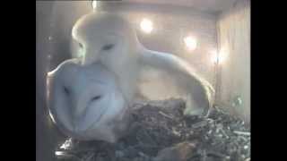 Barn Owls Mating