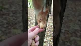 Уже уходил, когда две белки догнали меня /I was already leaving when two squirrels caught up with me