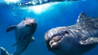 Алматинский дельфинарий "Nemo"