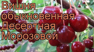 Вишня обыкновенная Десертная Морозовой ? обзор: как сажать, саженцы вишни Десертная Морозовой