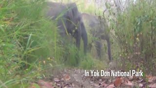 Voi hoang dã tại rừng quốc gia Yok Don