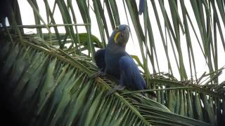 Hyacinth Macaw - Anodorhynchus hyacinthinus - Pantanal, Brazil