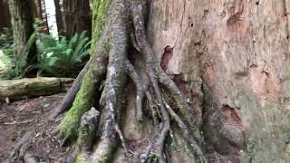 A favorite hike in the Arcata Community Forest