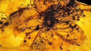 The largest amber-preserved flower - Symplocos kowalewskii