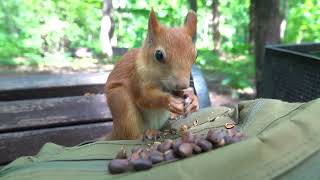 Про Копию и кормушку / About a copy of Long-Eared and a feeder