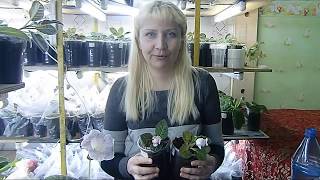 ?ПОСАДКА КЛУБНЕЙ ГЛОКСИНИЙ, КУПЛЕННЫХ В МАГАЗИНЕ !??How to grow gloxinia part №30