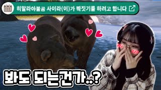 히말라야불곰이 짝짓기를 하려고 합니다. | 플래닛 주
