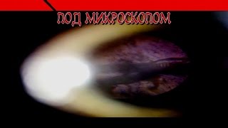 Под микроскопом. Смотрю насекомых и препараты. Дрозофила.