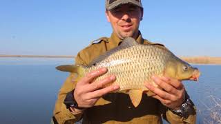 Влог#6 Весенняя ловля карпа на пруду (Карпфишинг-Carpfishing:поймал-отпусти!)