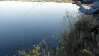 Ловля окуня на микроджиг от Алексея Черных (Alligator)
