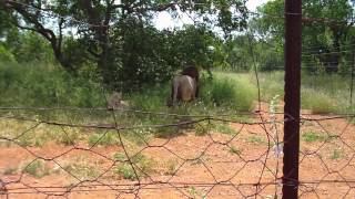 Lion Gets a Drink and a Stroke...