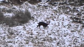 Ibex, Самец козерога